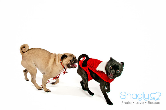 Bah-Hum-Pug-14