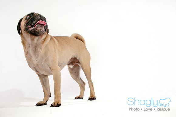 Bah-Hum-Pug-17