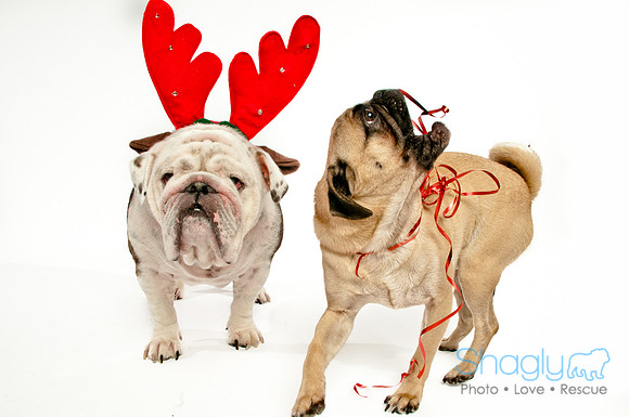 Bah-Hum-Pug-6