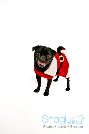 Bah-Hum-Pug-11