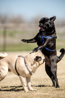 Pug Play Date-26