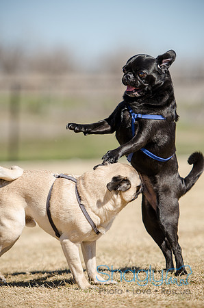 Pug Play Date-26