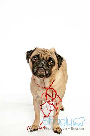 Bah-Hum-Pug-3