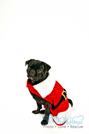 Bah-Hum-Pug-4
