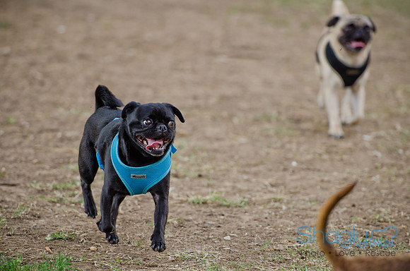 Shagly Photography-Galt-Deep Ellum Pup Crawl-14