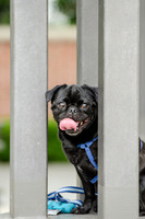 Turtle Creek Pet Parade 2012-86