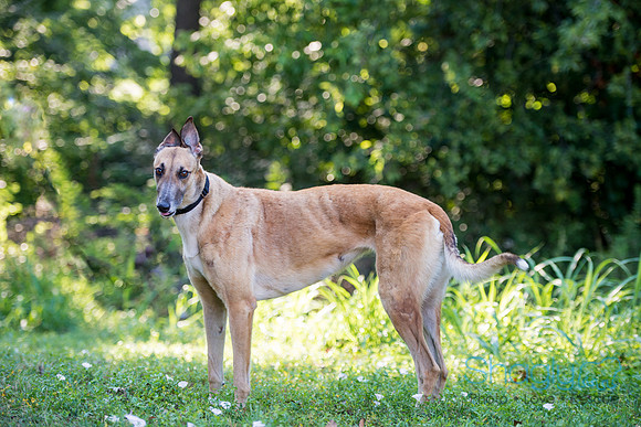Tulip