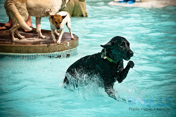 K9 Kerplunk-22