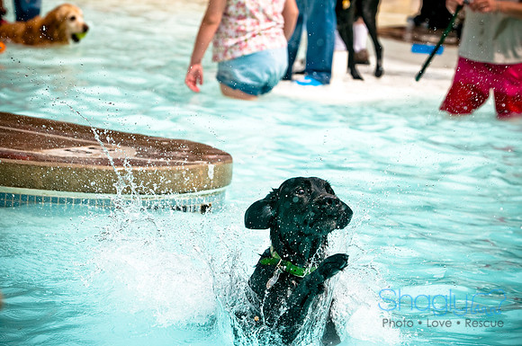 K9 Kerplunk-26
