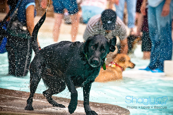 K9 Kerplunk-27