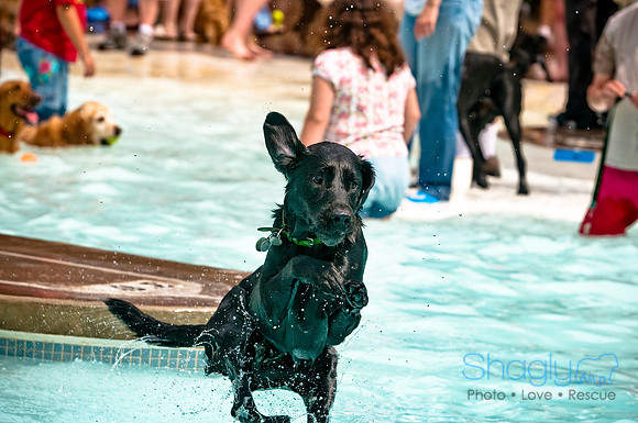 K9 Kerplunk-25