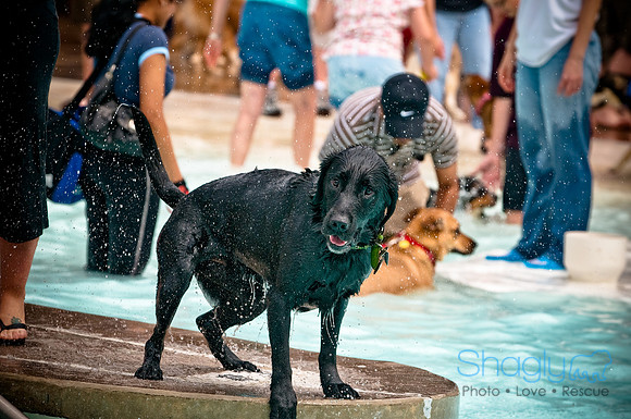 K9 Kerplunk-28