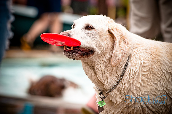 K9 Kerplunk-32