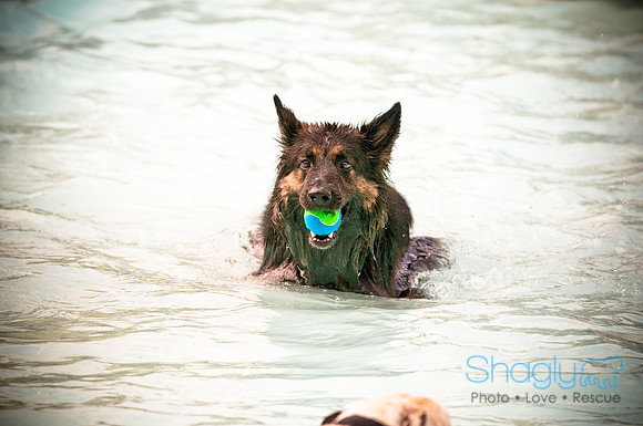 K9 Kerplunk-3