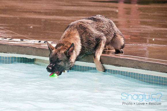K9 Kerplunk-2390