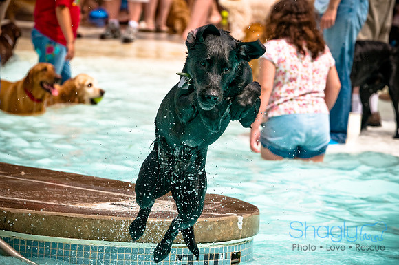 K9 Kerplunk-24