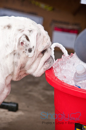 K9 Kerplunk-2614