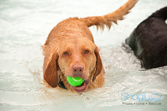 K9 Kerplunk-2181