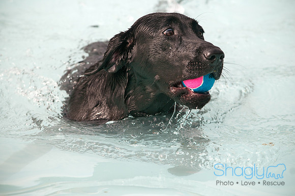 K9 Kerplunk-2257