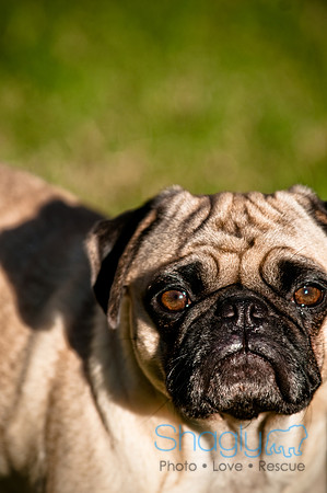 Shagly Photography-DFW Pug Rescue Senior Wine Gala-3