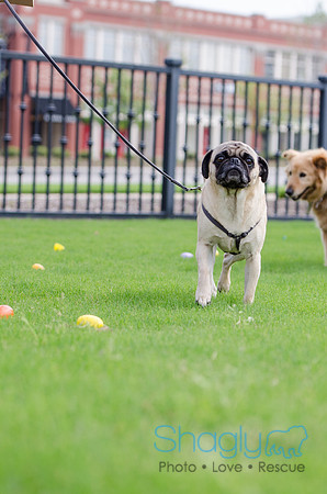 Easter Beg Hunt 2012-183