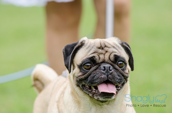 Turtle Creek Pet Parade 2012-90