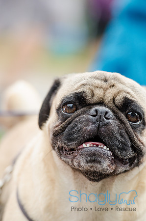Turtle Creek Pet Parade 2012-133