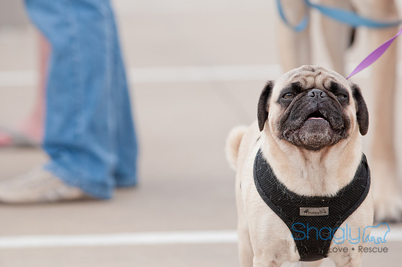 Shagly Photography Prosper Pooch Party-100