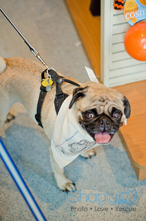 Shagly Photography-Galt-Deep Ellum Pup Crawl-33
