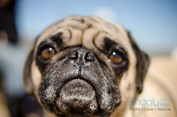 Pug Play Date-16