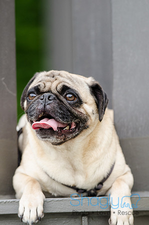 Turtle Creek Pet Parade 2012-88