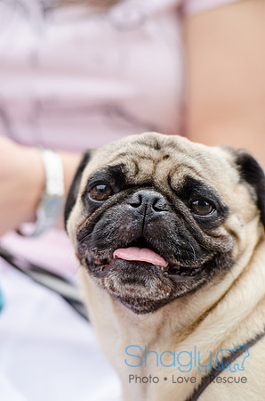 Turtle Creek Pet Parade 2012-161