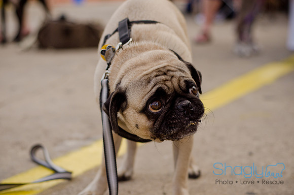 Shagly Photography-Galt-Deep Ellum Pup Crawl-63