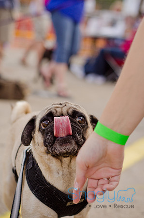 Shagly Photography-Galt-Deep Ellum Pup Crawl-60
