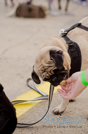 Shagly Photography-Galt-Deep Ellum Pup Crawl-62