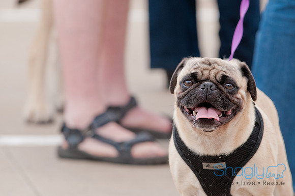 Shagly Photography Prosper Pooch Party-102