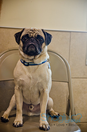 Princess & Yoshi's PUG BIRTHDAY BASH-27