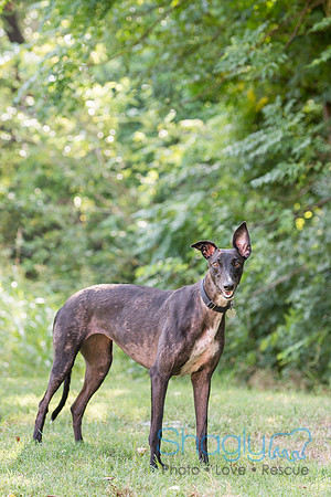 Zena