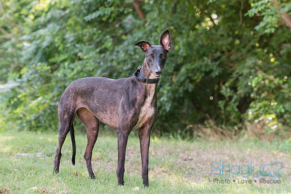 Zena