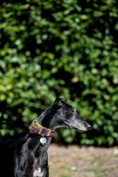 Izzy