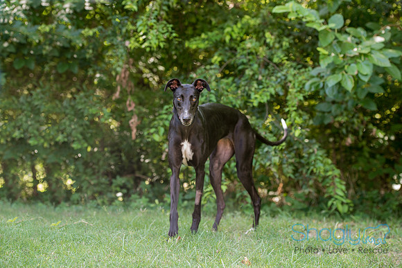 Pacer