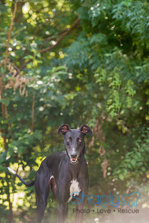 Pacer