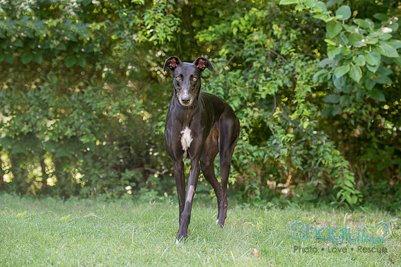 Pacer