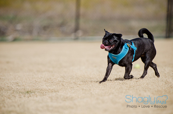 Pug Play Date-7