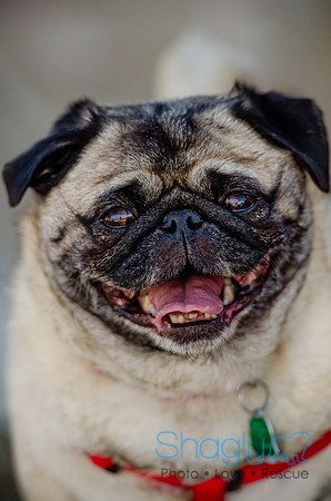 Pug Play Date-47