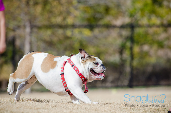 Pug Play Date-37