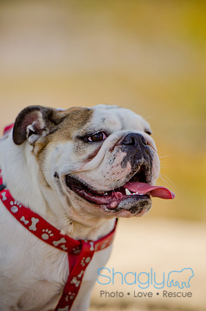 Pug Play Date-29
