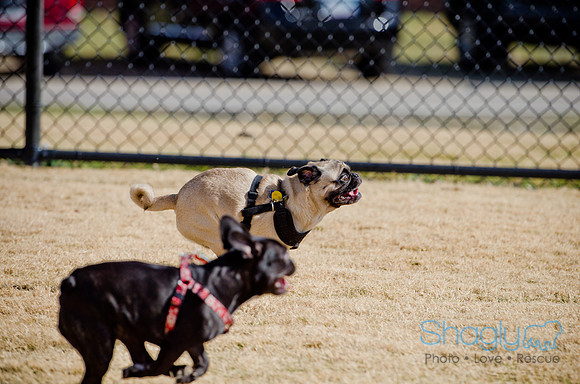 Pug Play Date-45