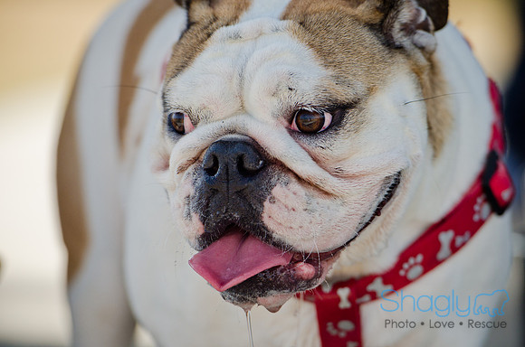 Pug Play Date-39