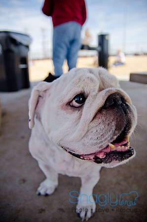 Pug Play Date-48
